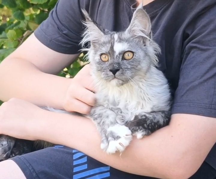 Kotka Maine Coon