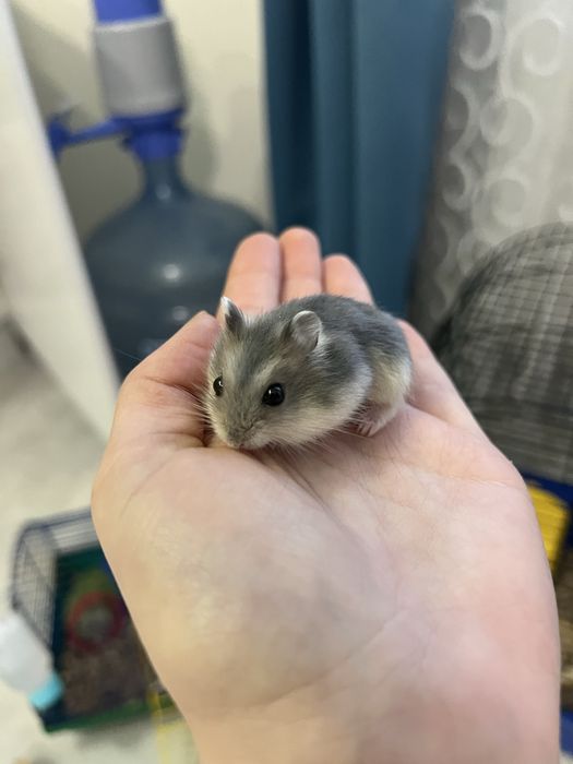 Хомячки джунгарики