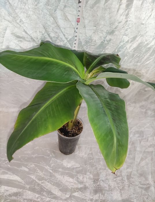 Банан Київський карлик