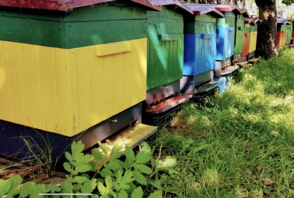 Miod naturalny pszczeli z rodzinnej pasieki słonecznikowy