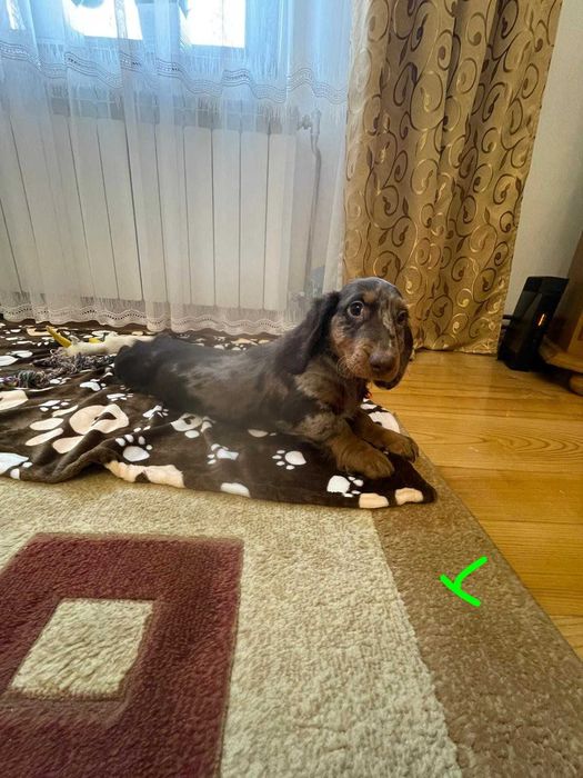 Jamnik długowłosy -chocko tan piesek