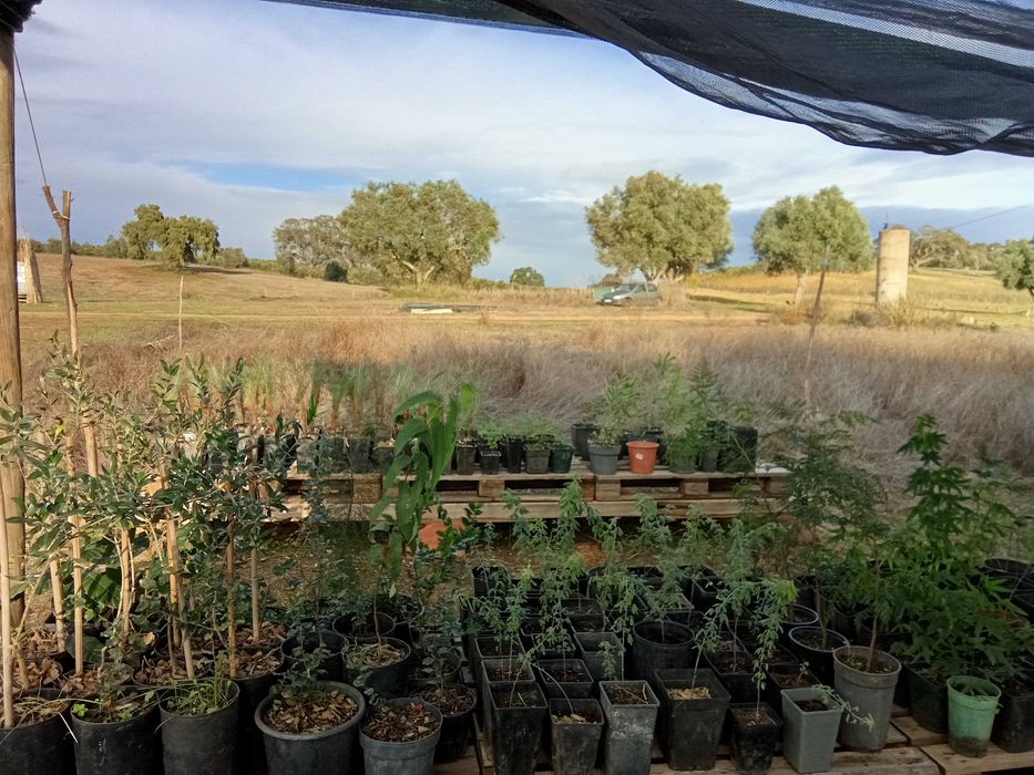 Plantas agroflorestal tagasaste