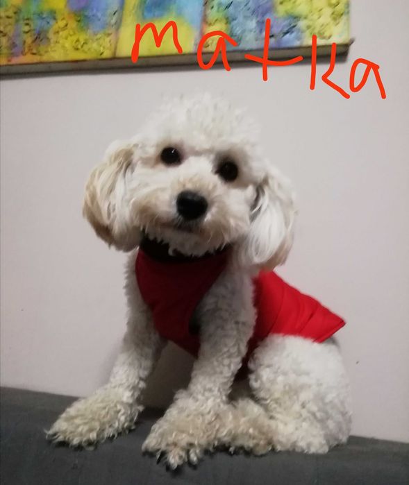 szczeniak pudla miniaturowego. Białe.