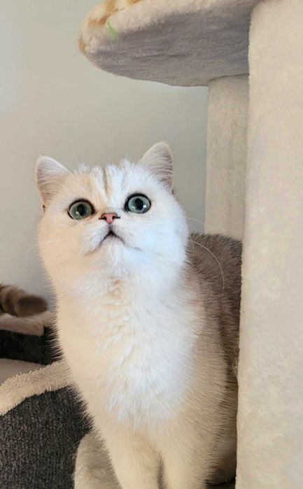 Koteczka srebrny point Maliwia Pl