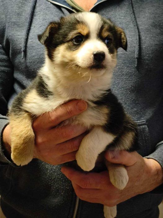 Собачат в добрі руки