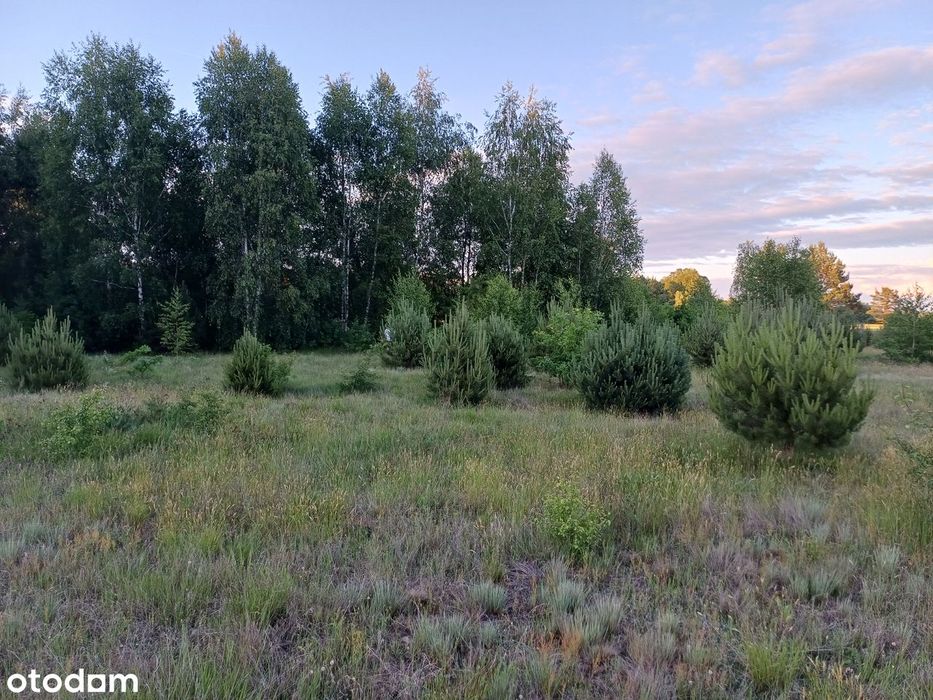 Działka 3000 m² Puszcza Notecka WZ ! Prąd. Las, jezioro, grzyby ! - Widok 5