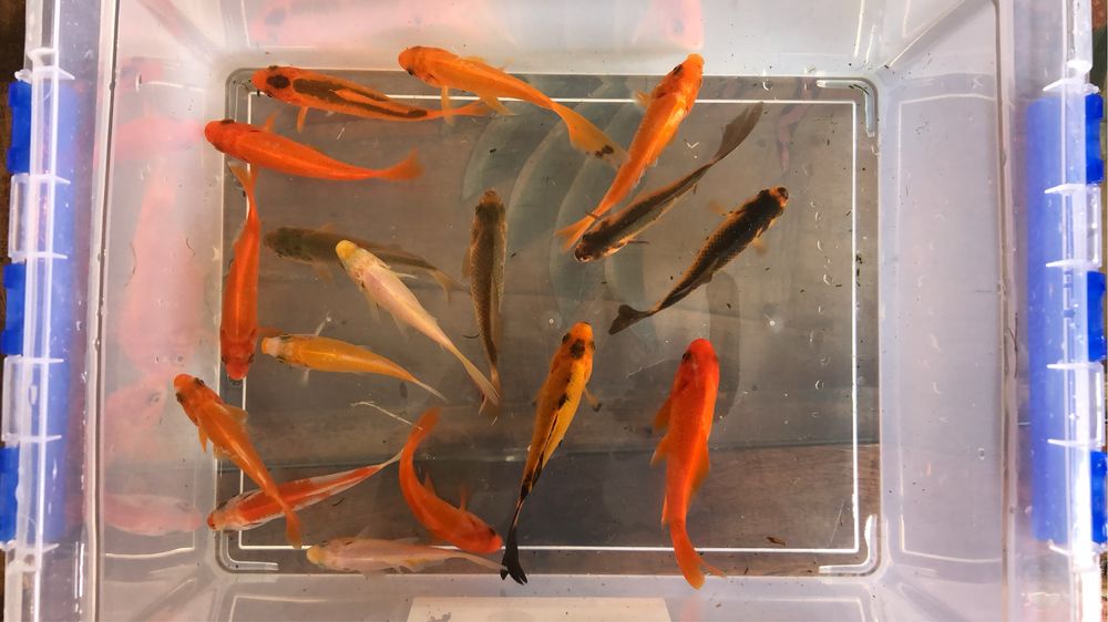 Carpas de varios tamanhos