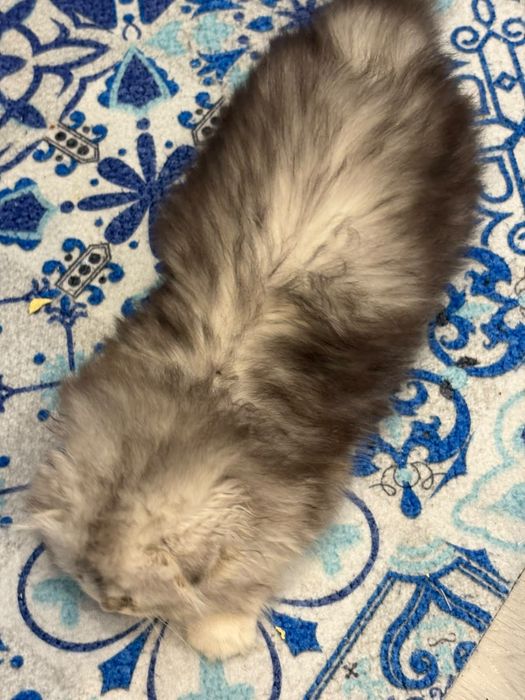 Femea scottish fold pedegree WCF