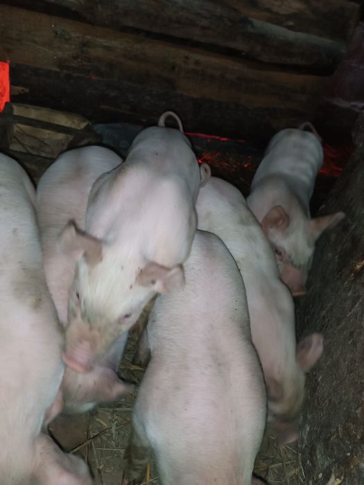 Продам малих поросят