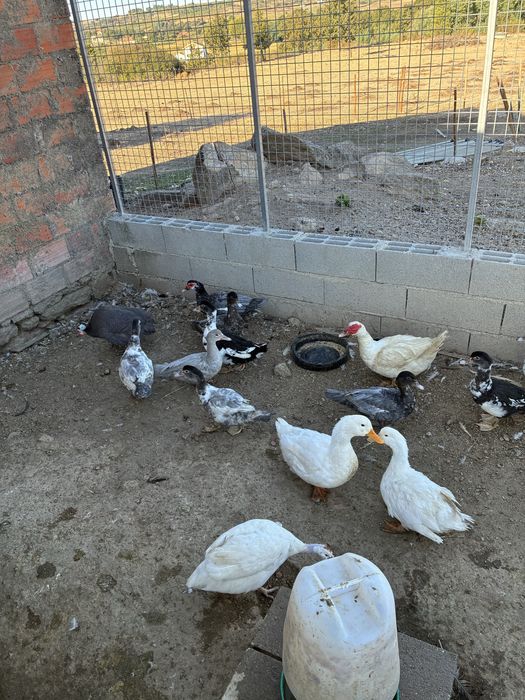 Aves de Capoeira