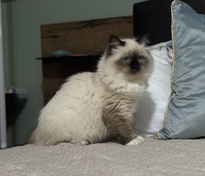 Kot syberyjski Neva Masquerade PZF/WCF .