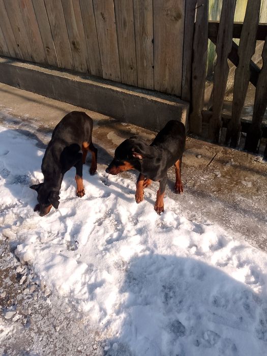 Цуценята Добермани