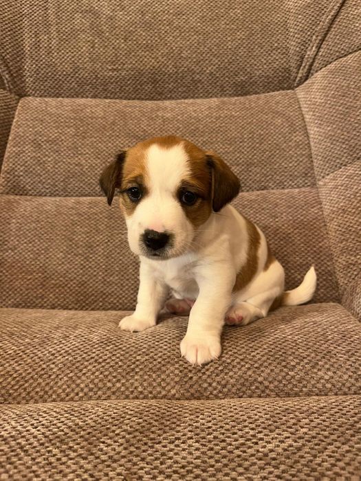 Szczeniaki Jack russell terrier