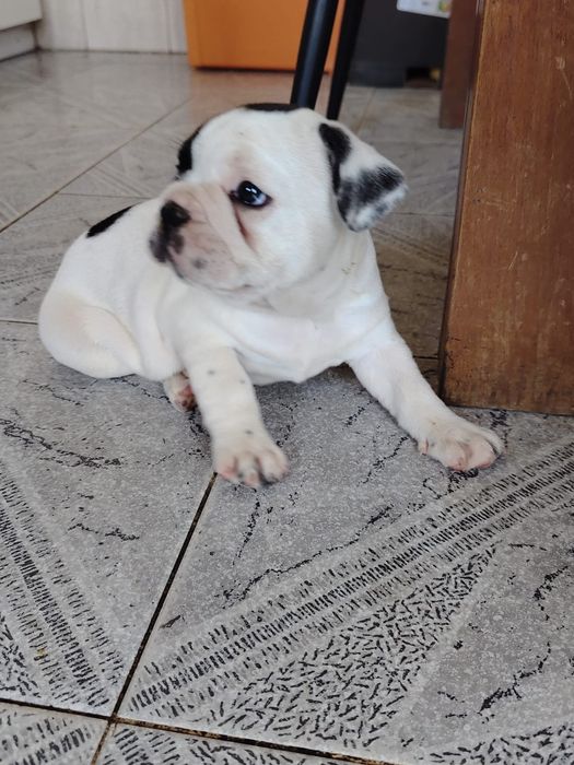 Bulldog francês fêmea