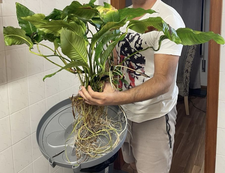 Anubias heterophylla