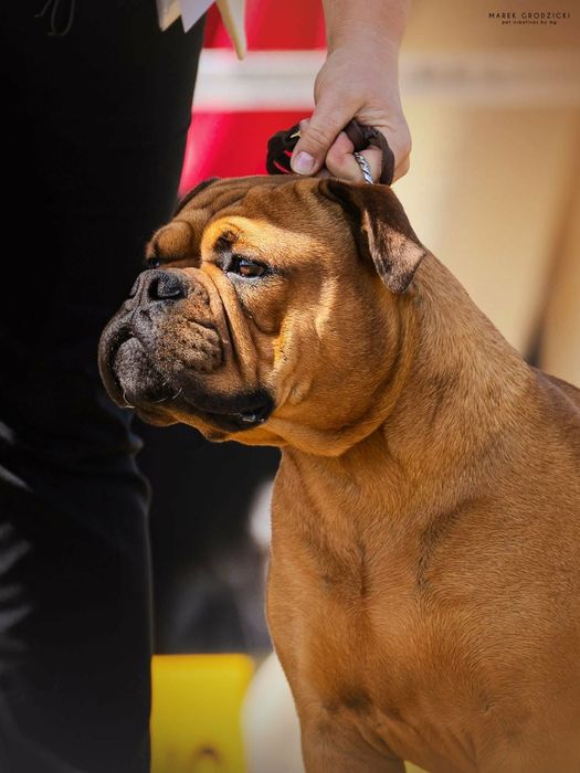 Buldog kontynentalny czerwony piesek