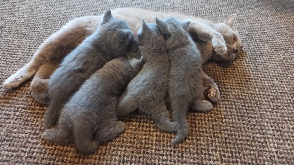 Британські кошенята