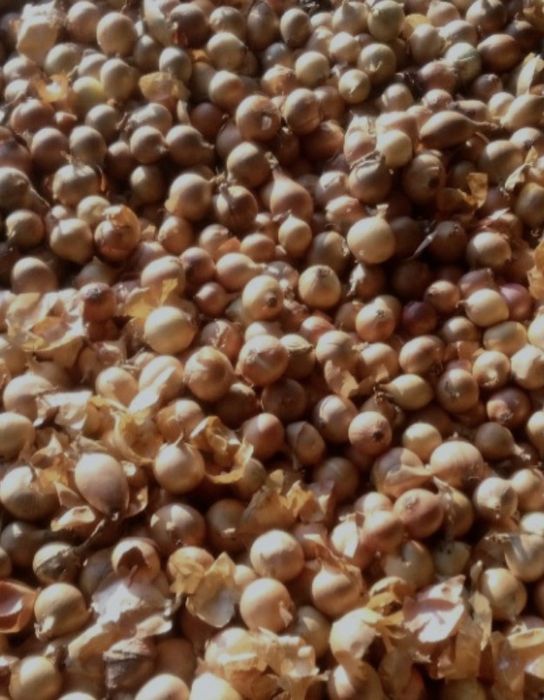 Cebula na wysadke i pakowanie drobna