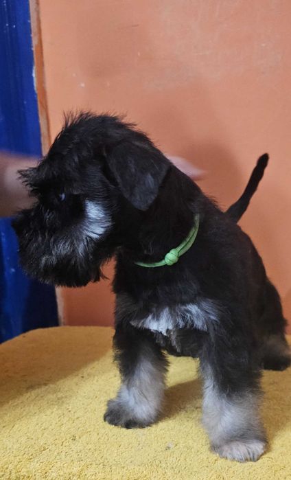 Sznaucer miniaturowy czarno-srebrny FCI ZKwP