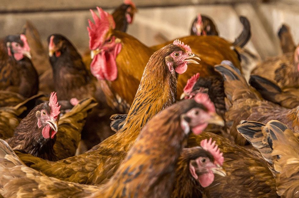 Kury nioski leghorn Sonia już niosą Osiecznica