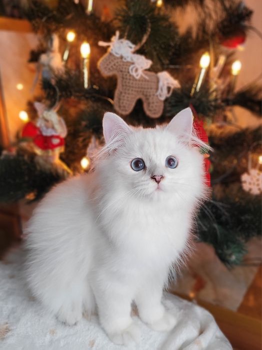 Британський хлопчик срібляста шиншила поінт