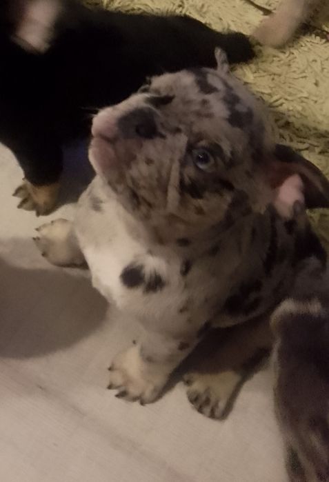 Buldożek francuski.