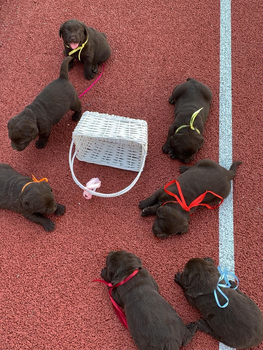 Лабрики темний шоколад