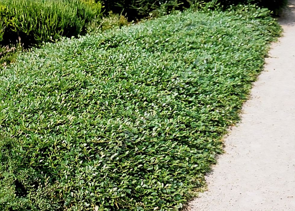 Irga Dammera - zimozielony dywan - piękna skarpa