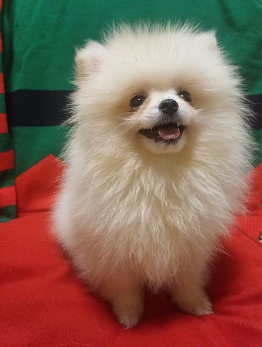 Маленького розміру у дорослому