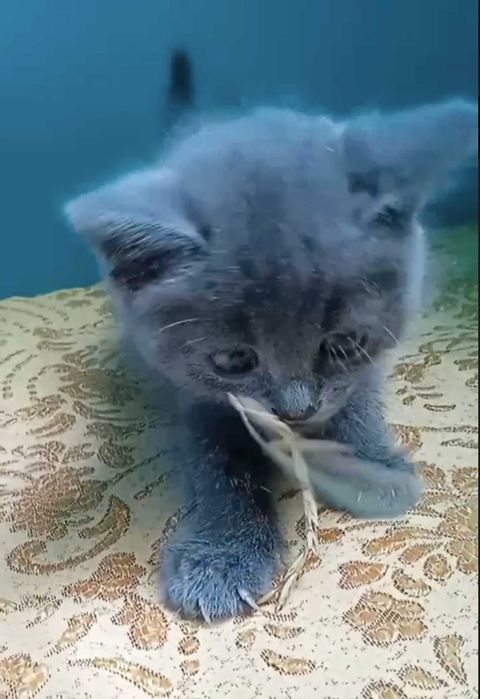 Кошеня у добрі руки