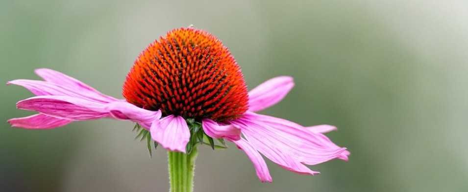 Jeżówka purpurowa nasiona 20 sztuk