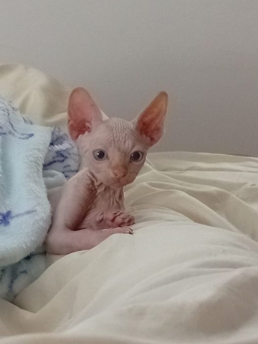 Vendo gato sem pelo