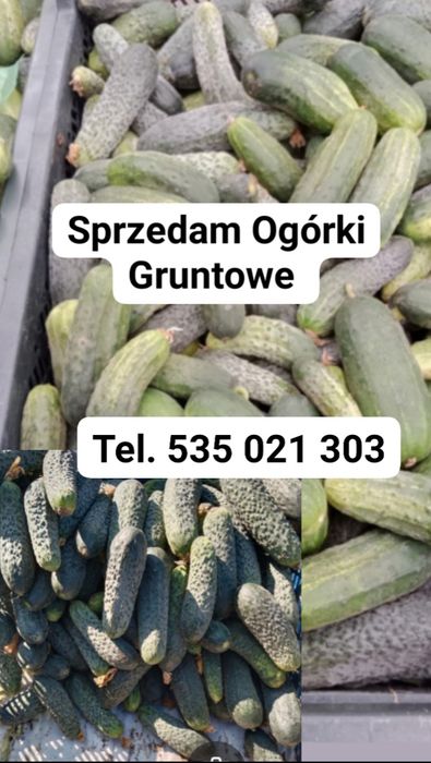 Ogórki Gruntowe Własna Uprawa
