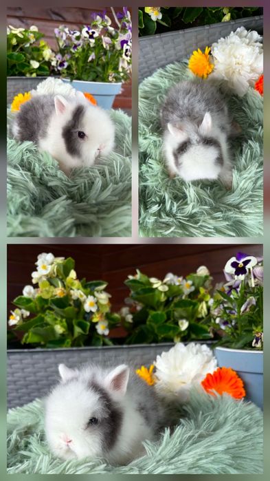 Karzełki Teddy Mini