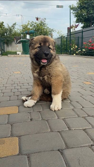 цуценята кавказької вівчарки