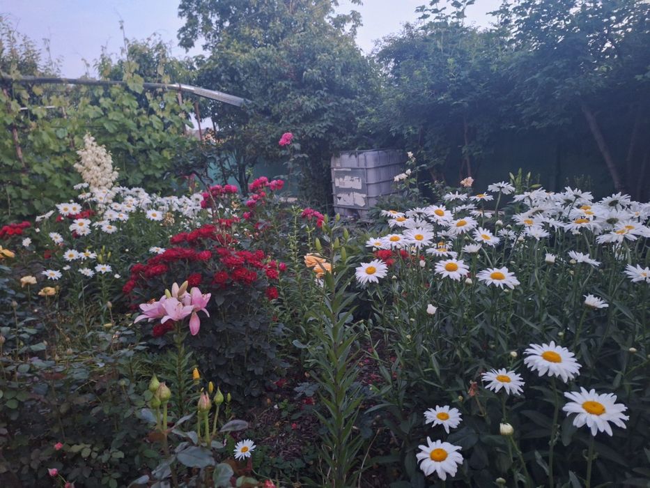 Ромашка великоквіткова, на зріз