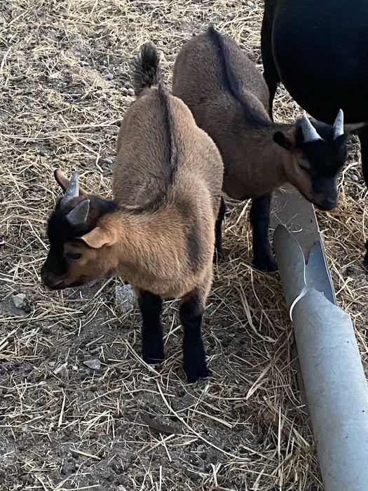 Cabras anas machos e femeas