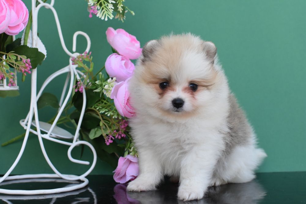 Лялькова дівчинка шпиць