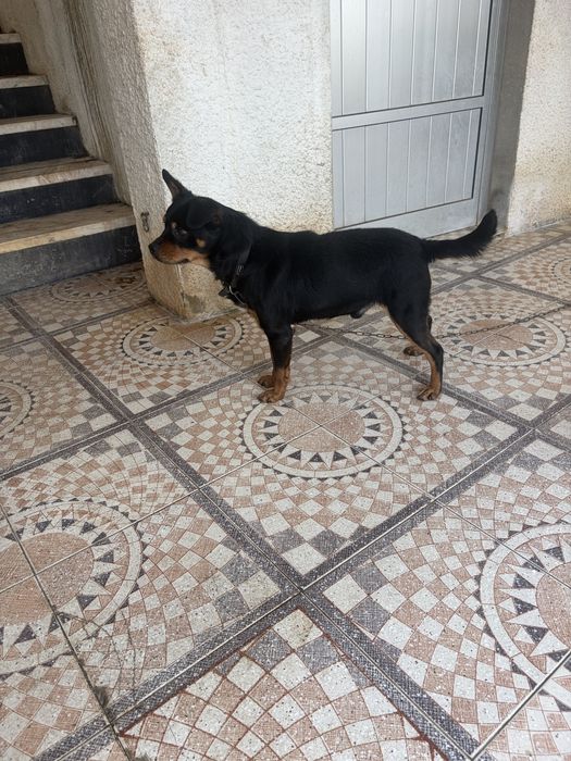 Cao arracado a rott mini