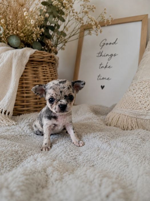 Blue merle chihuahua dziewczynka