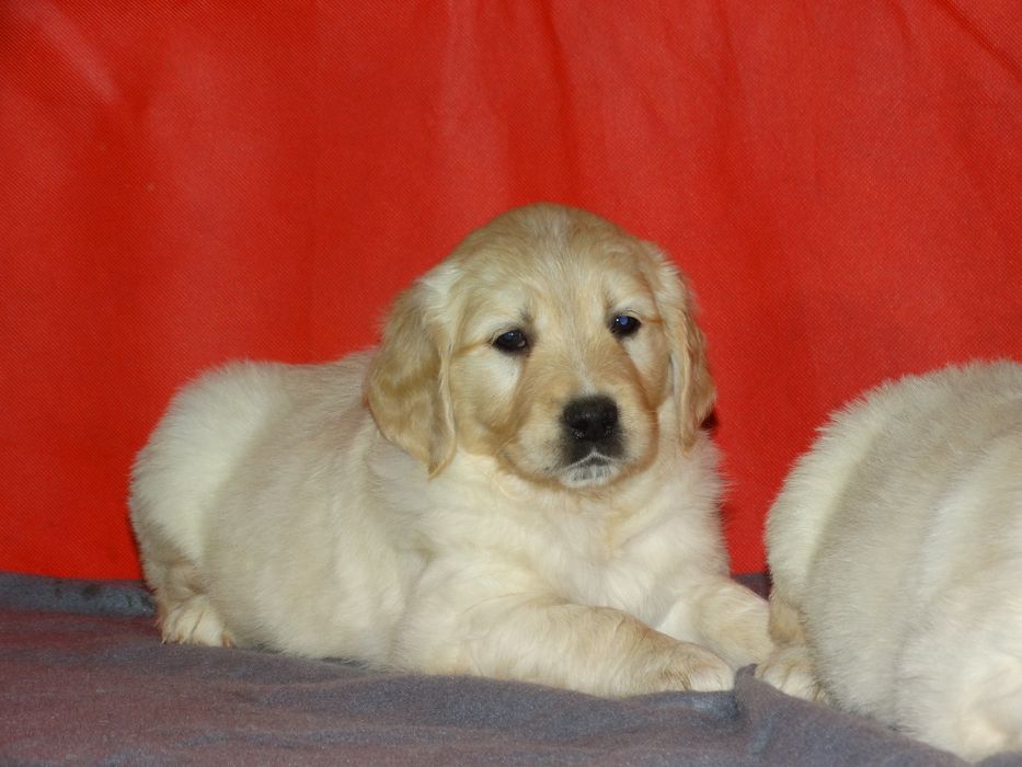 Golden retriever piesek jasno złoty