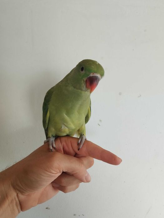 Ring necks criado a mão