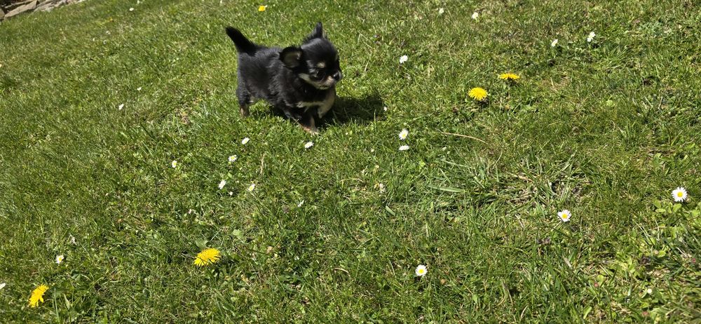 Chihuahua długowłosa