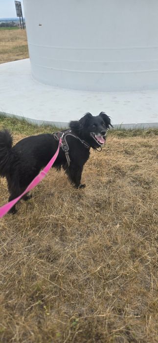 Kochana sunia do adopcji