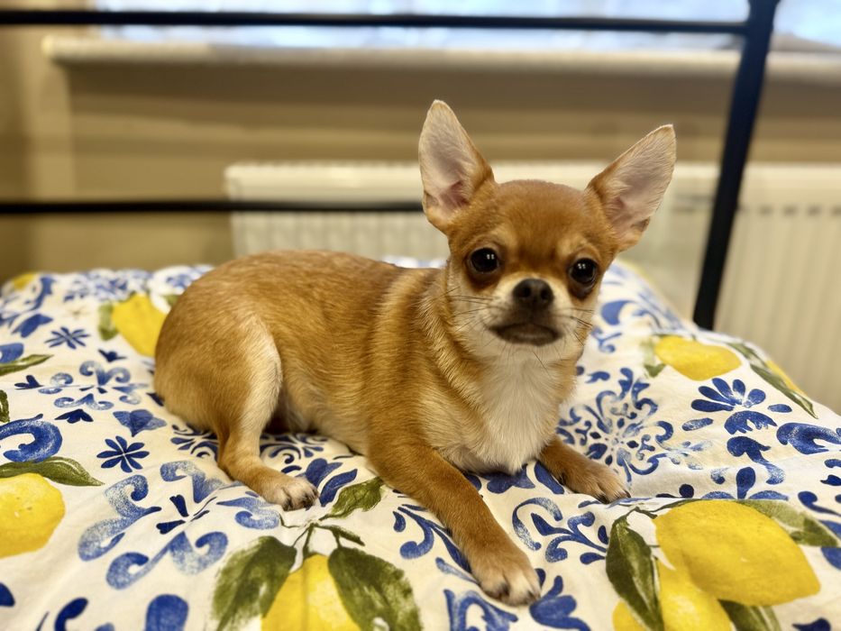 Sunia krótkowłosa chihuahua FCI