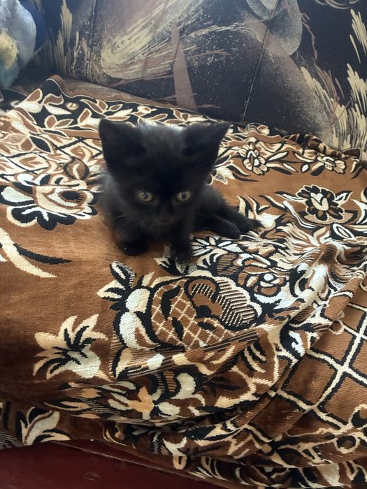 продам шотландського котика