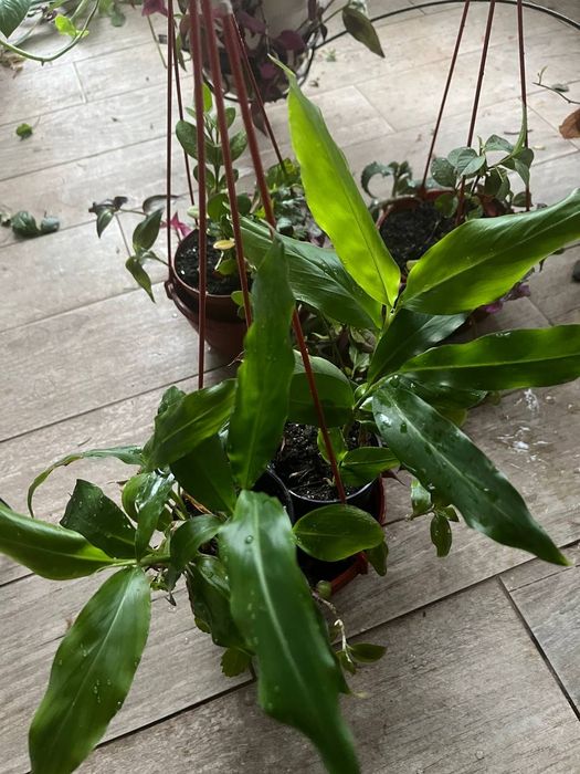 Кардамон саджанці пряннощі рослина для дому , кав'ярні