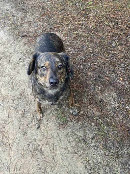 Собаки стерилизованы привиты добрые