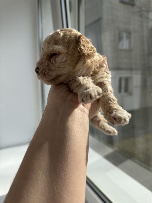 Дівчатка мальтіпу