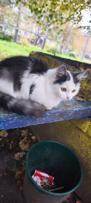 Кошеня безкоштовно